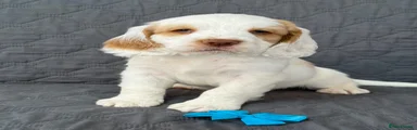 Clumber Spaniel 2
