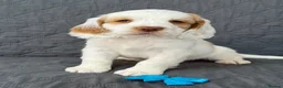 Clumber Spaniel dogs for sale: Kc Registered Clumber Spaniels - Advert 5