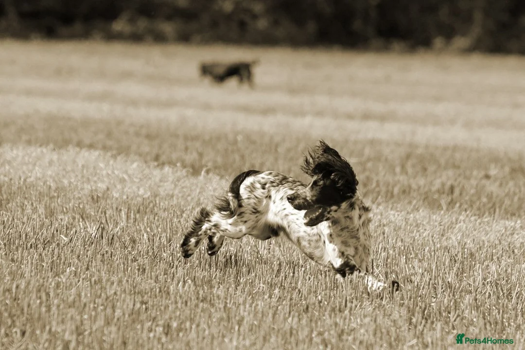 Cocker Spaniel dogs for stud: Fully DNA Health tested, Hip scored Cocker stud in Alton - Advert 5