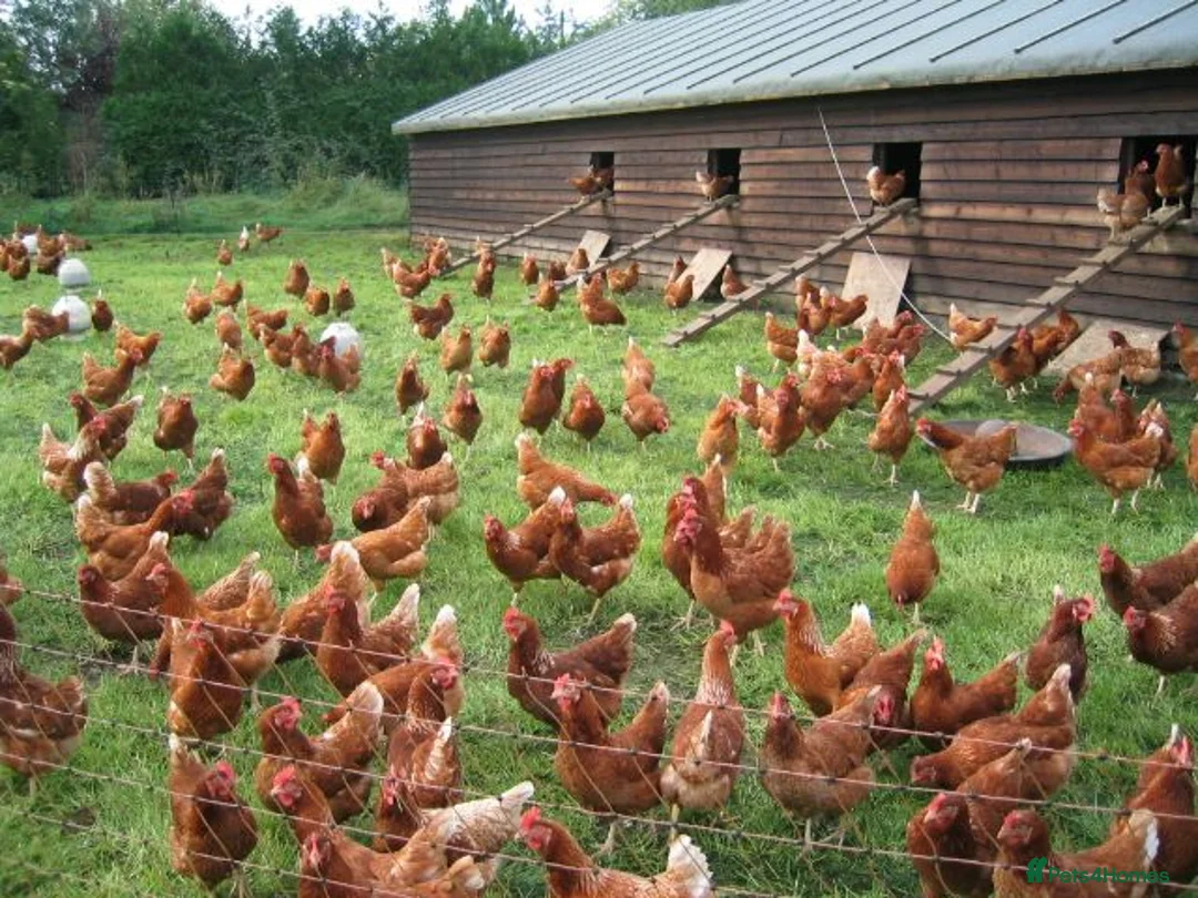 Chickens poultry for sale: ISA Bovan Browns  - Advert 1