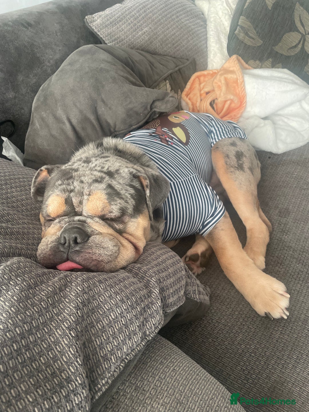 English Bulldog dogs for sale: Merle Bulldog - Image 8
