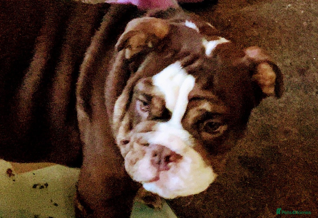 English Bulldog dogs for sale: Kc reg Chocolate bulldog for sale  - Image 2