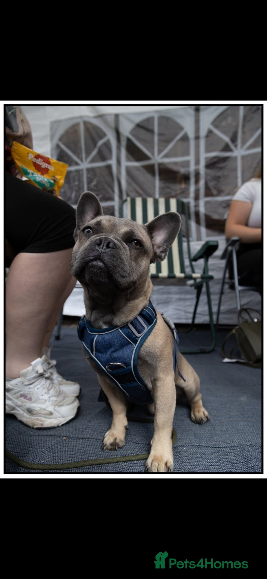 Frug dogs Blue/grey frenchbulldog cross pug - Advert 3