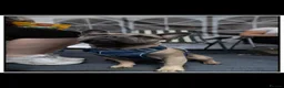 Frug dogs for sale: Blue/grey frenchbulldog cross pug - Advert 1