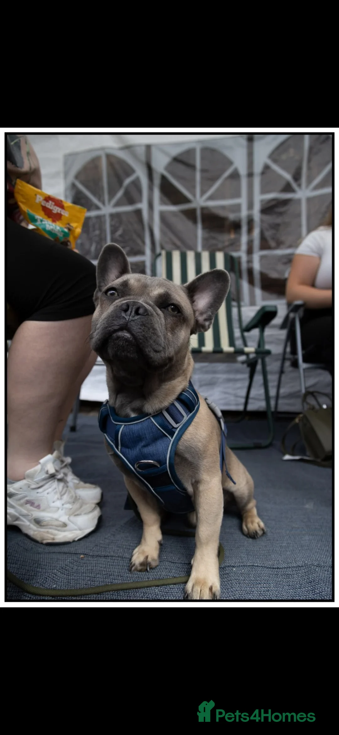 Frug dogs for sale: Blue/grey frenchbulldog cross pug - Advert 1
