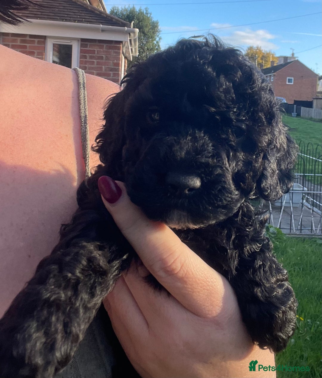 Maltipoo dogs for sale: F1B maltipoo - Image 17