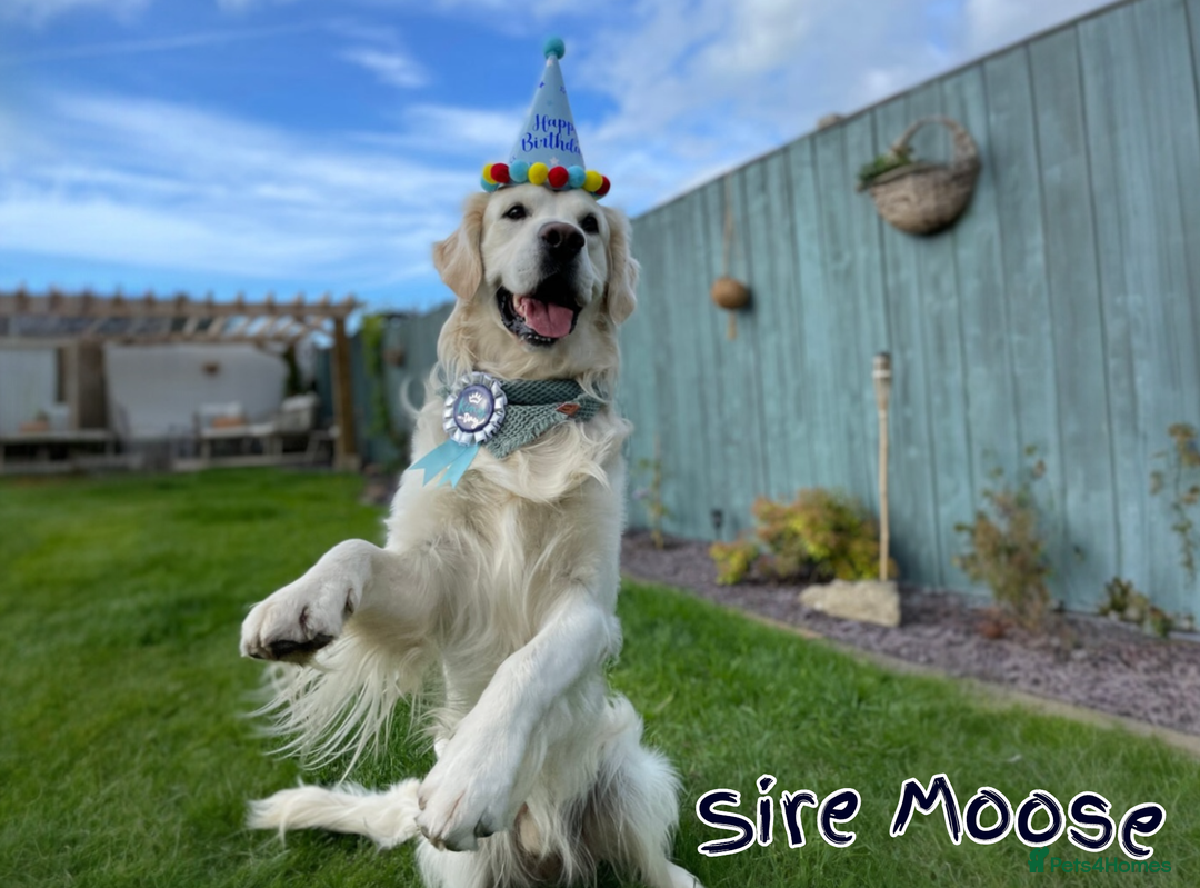 Golden Retriever dogs for sale: Champion lines~ DNA tested~ Old English Cream  - Advert 7