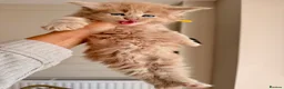 Maine Coon cats for sale: Stunning chunky Mainecoons  in Teignmouth - Advert 29