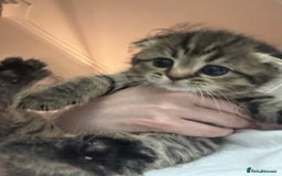 Scottish Fold cats for sale: Scottish fold kittens - Image 4