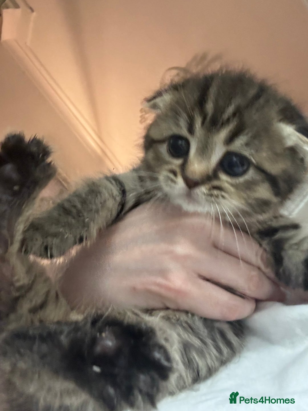 Scottish Fold cats for sale: Scottish fold kittens - Image 4