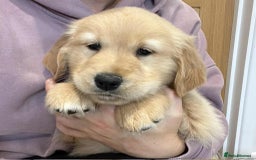 Golden Retriever dogs for sale: Beautiful Chunky KC Golden Retriever Puppies - Image 10
