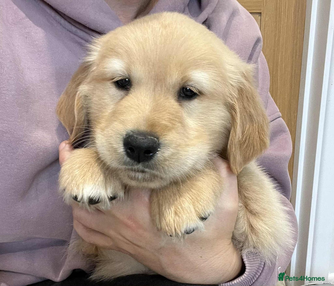 Golden Retriever dogs for sale: Beautiful Chunky KC Golden Retriever Puppies - Image 10