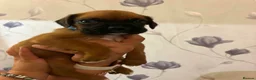 Boxer dogs for sale: Boxer puppies  - Advert 20
