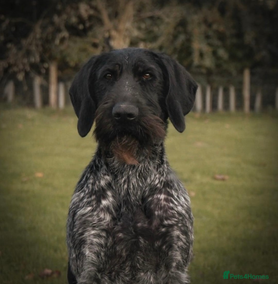 German Longhaired Pointer dogs for stud: German wire hair pointer available for stud  - Image 4