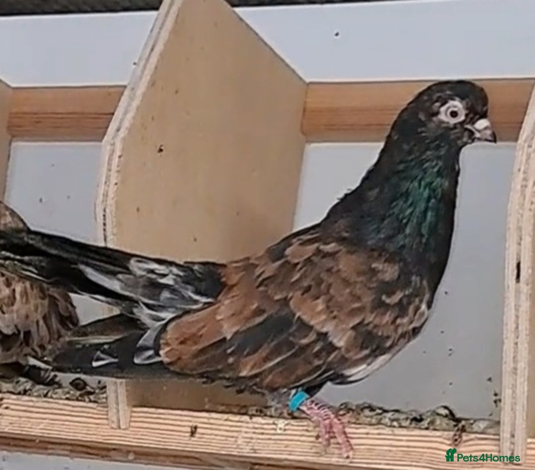 Pigeons birds for sale: Almond tumblers for sale  - Image 5