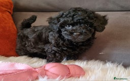 Cockapoo dogs for sale: Adorable best friend pups, sold fully vaccinated - Image 19
