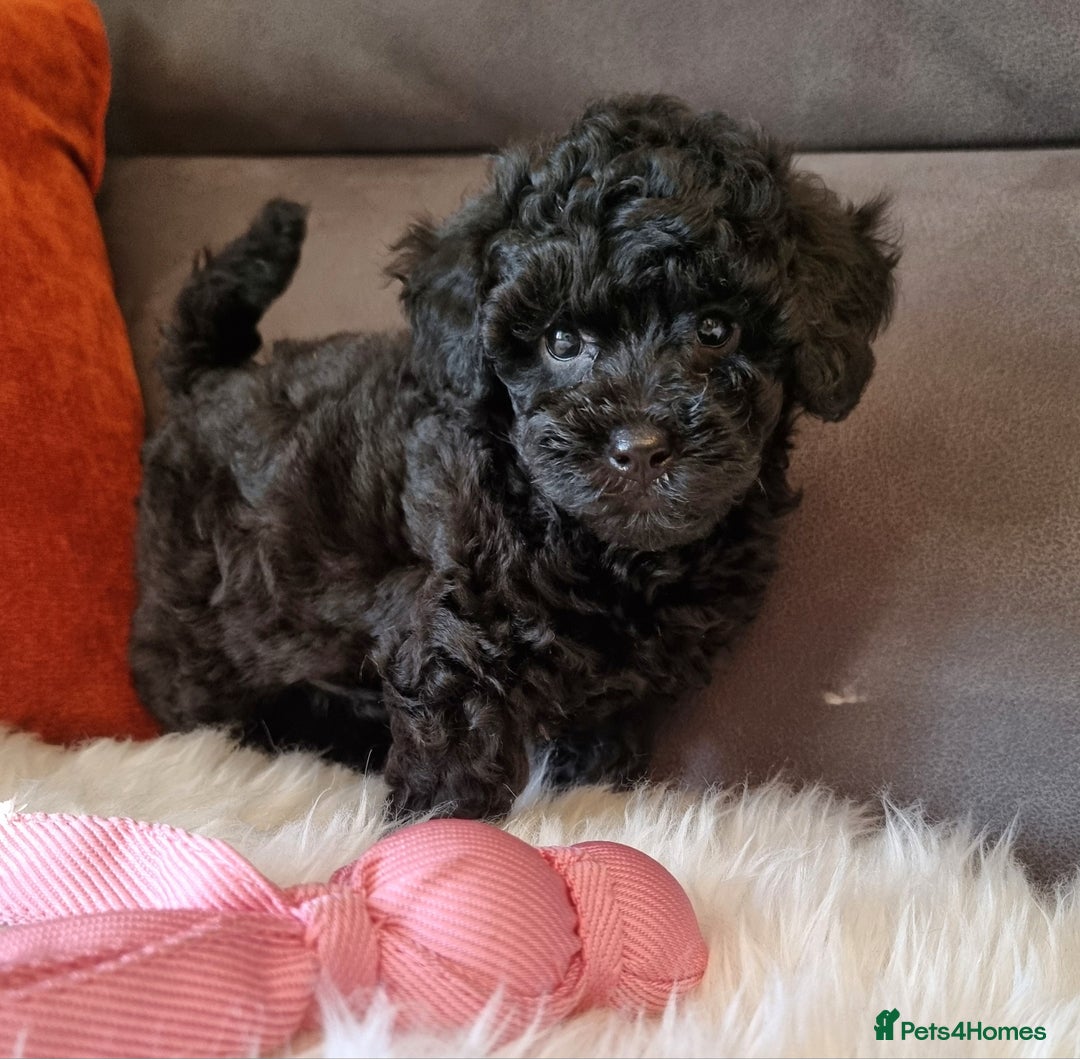 Cockapoo dogs for sale: Adorable best friend pups, sold fully vaccinated - Image 19