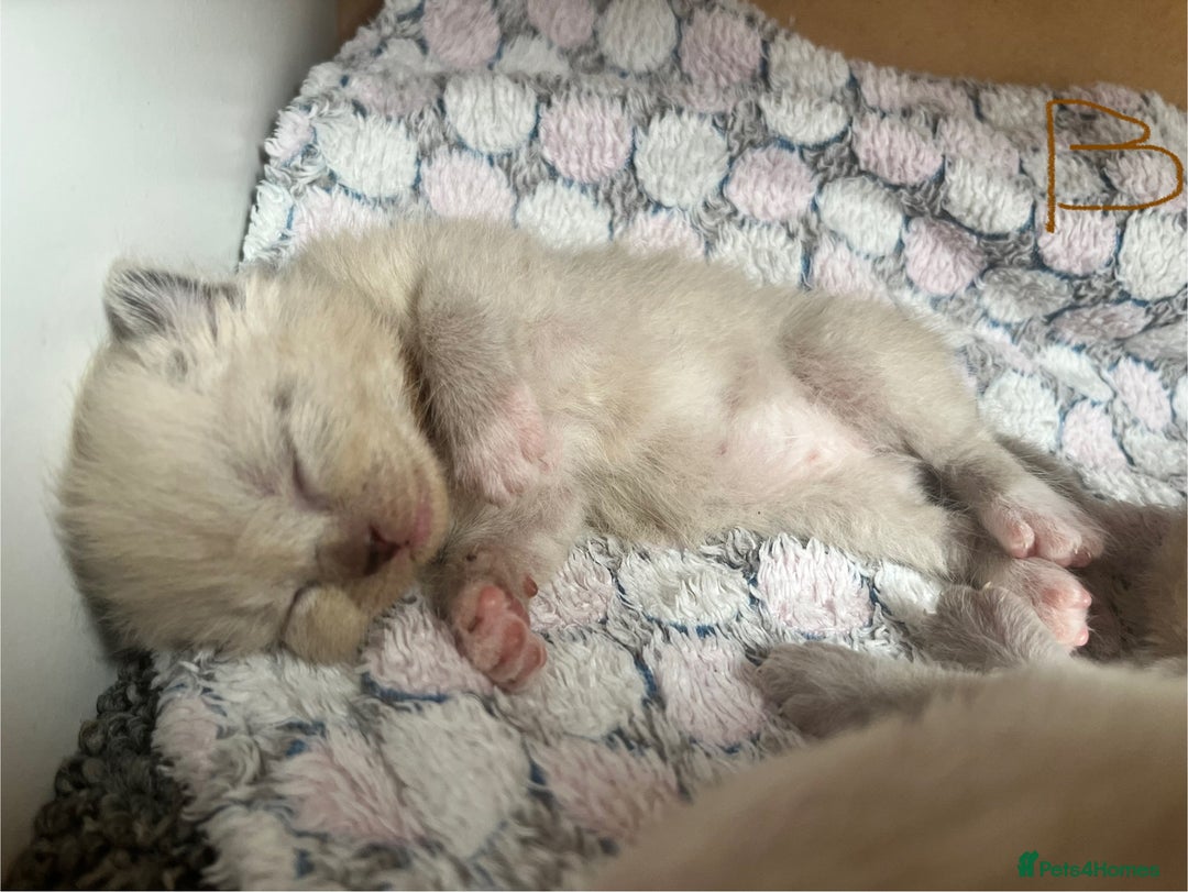Ragdoll cats for sale: Ragdoll X Sphynx kittens  - Image 7