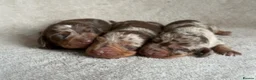 Miniature Dachshund dogs for sale: KC Registered Silver Dapple ****** in Mansfield - Advert 3