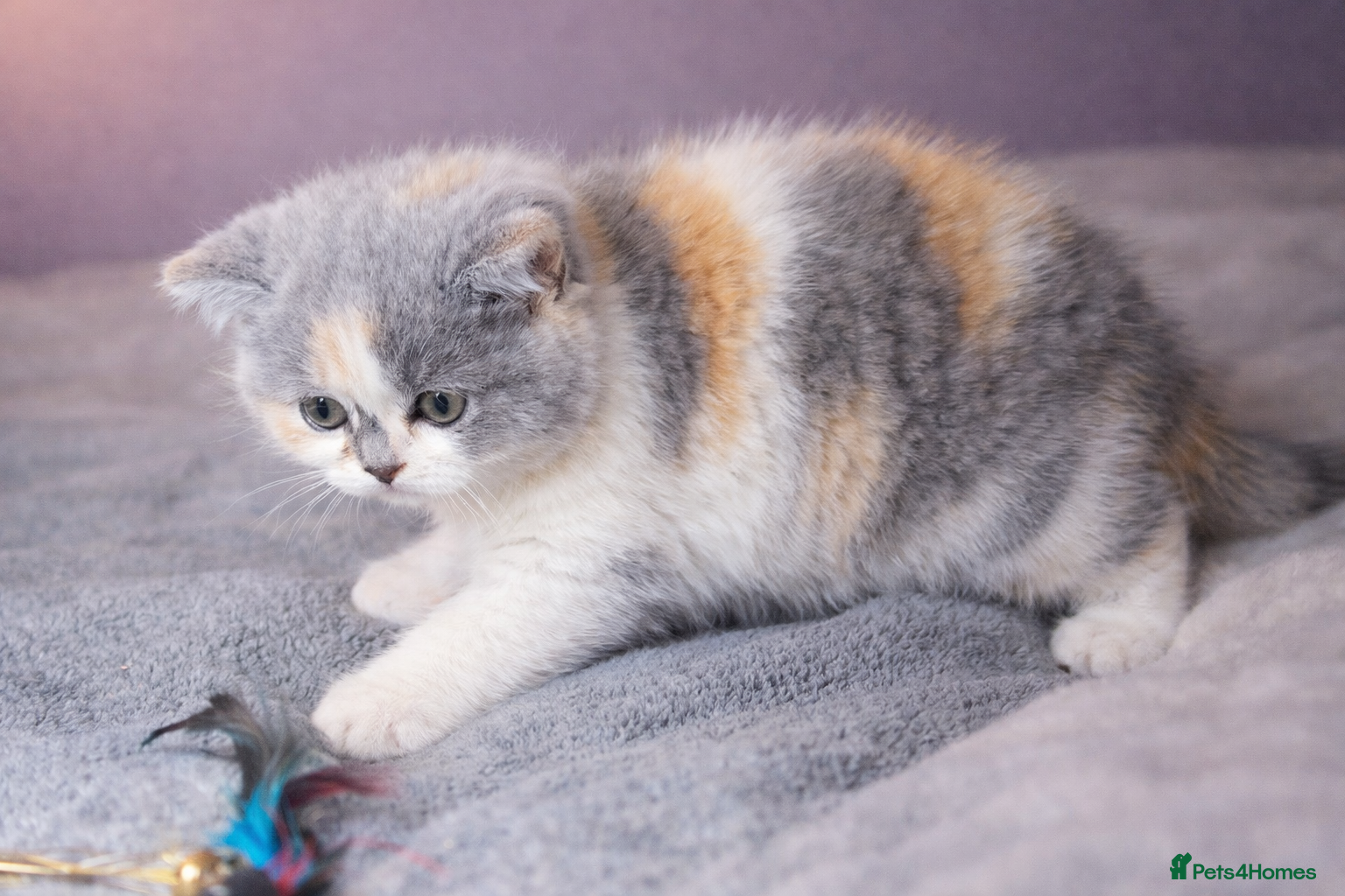 British Shorthair cats  BSH🐾 Last 2 kittens available 🐾 GCCF & TICA - Advert 1