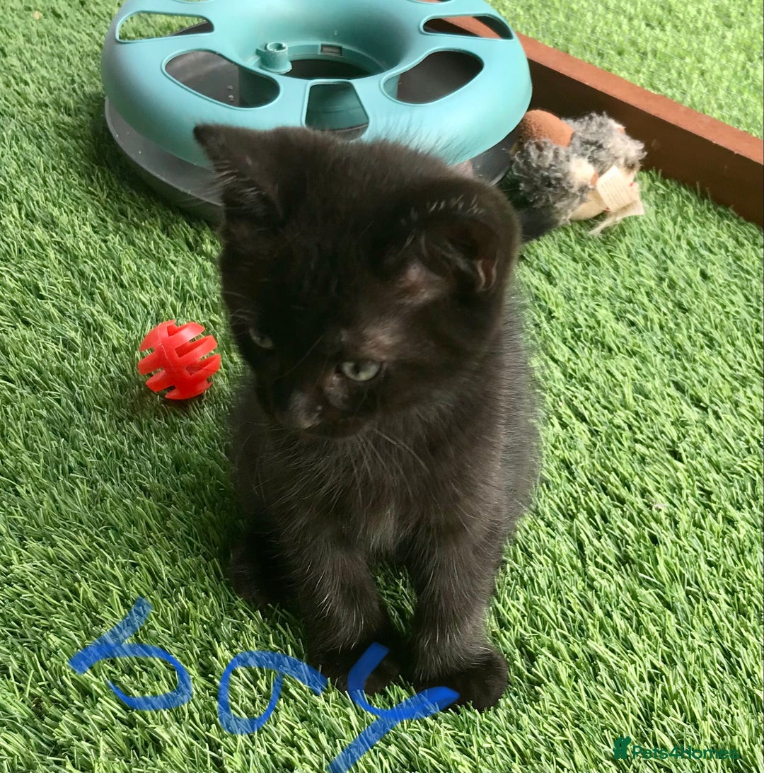 Mixed Breed cats for sale: 5 kitten’s available today  - Image 20