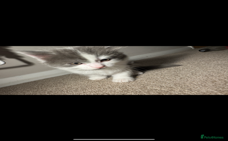 Mixed Breed cats - Advert 8