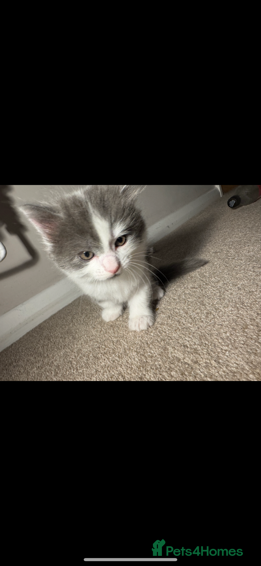 Mixed Breed cats for sale: Kittens - Image 1