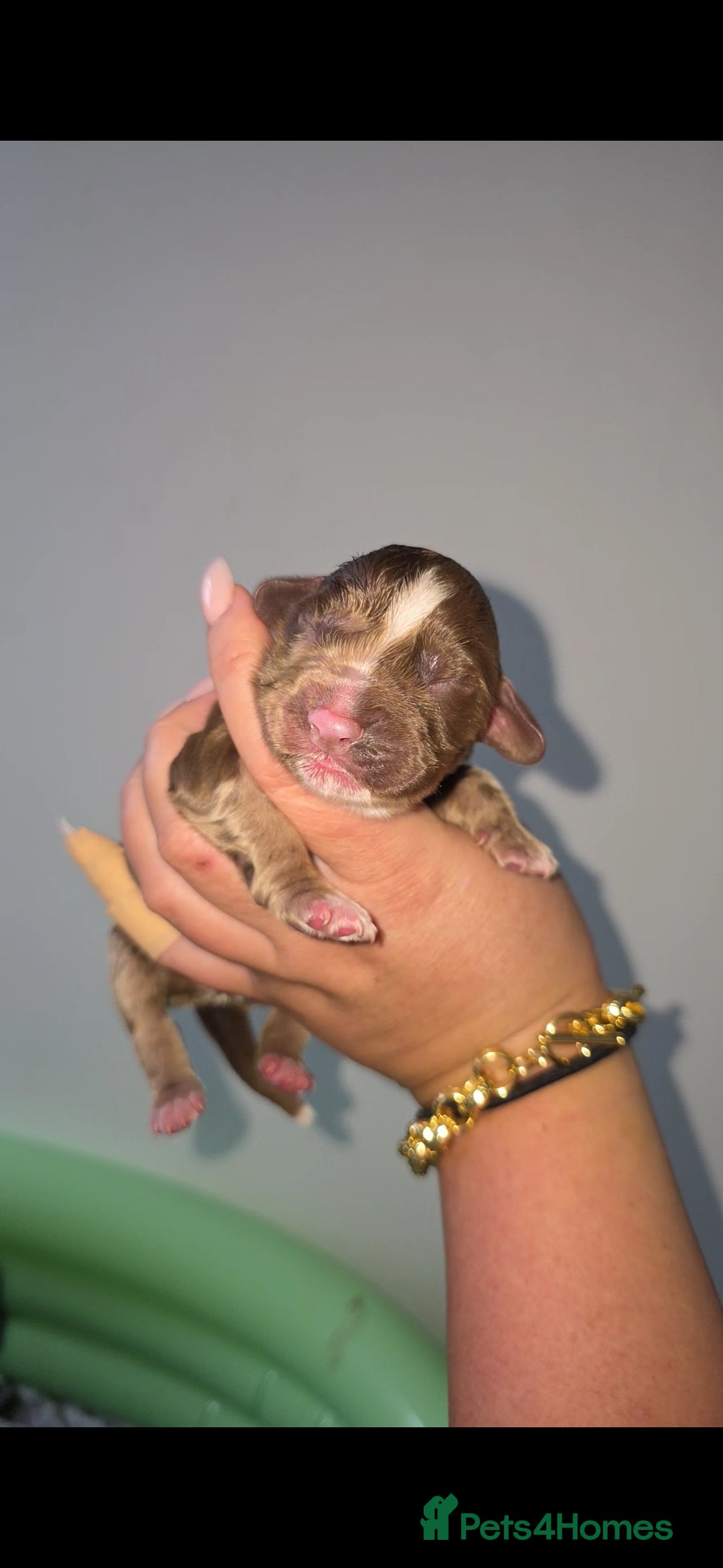 Cocker Spaniel dogs 🐾 Stunning merle Cocker Spaniels🐾  - Advert 7