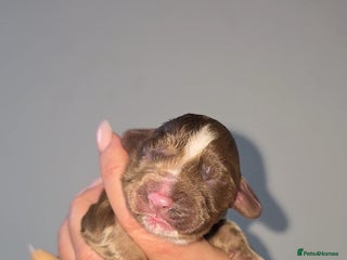 Cocker Spaniel dogs 🐾 Stunning merle Cocker Spaniels🐾 - Advert 1