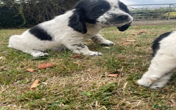 Sprocker dogs for sale: 5x gorgeous sprocker spaniel puppies for sale - Image 11