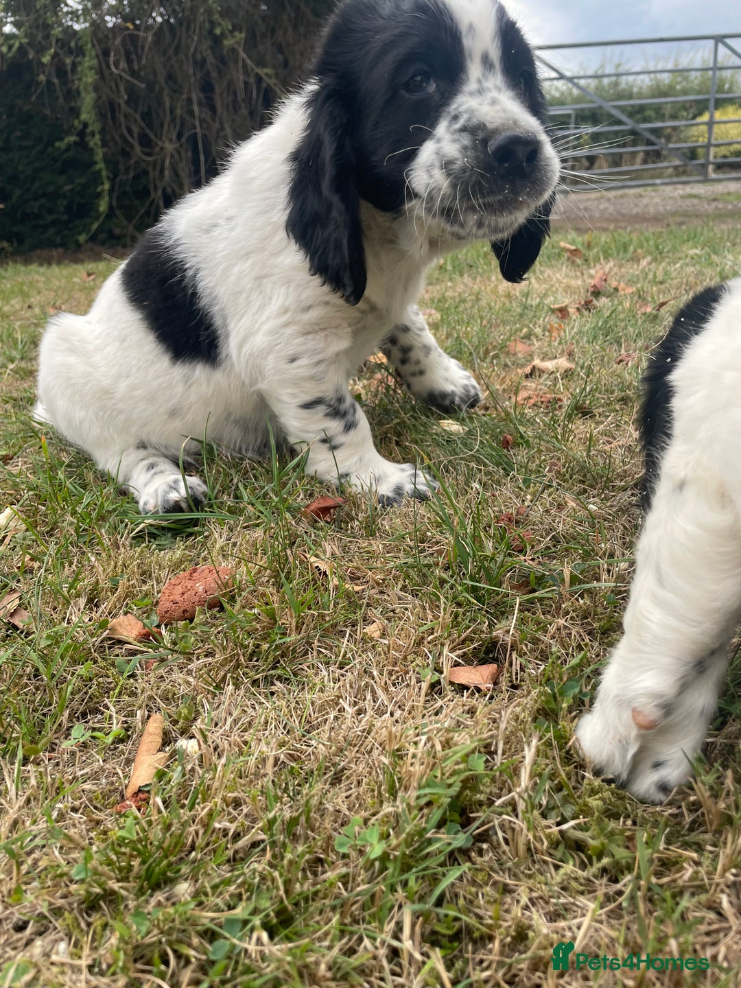 Sprocker dogs for sale: 5x gorgeous sprocker spaniel puppies for sale - Image 11