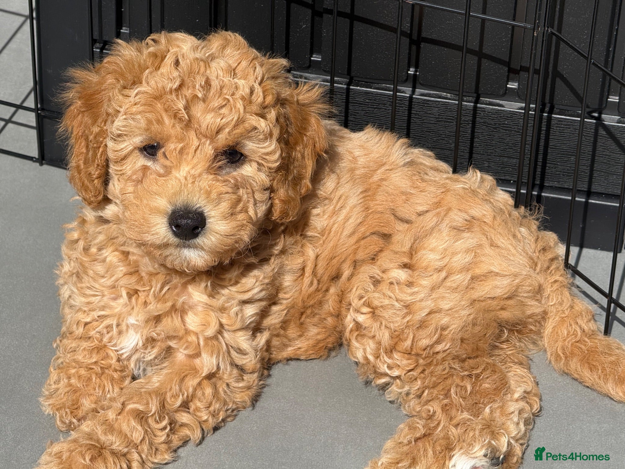 Cockapoo dogs ONLY 1 LEFT - Toy Cockapoo GIRL Available Now - Advert 17