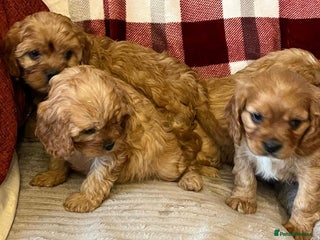 Cavapoo dogs Cavapoo puppies - Advert 1
