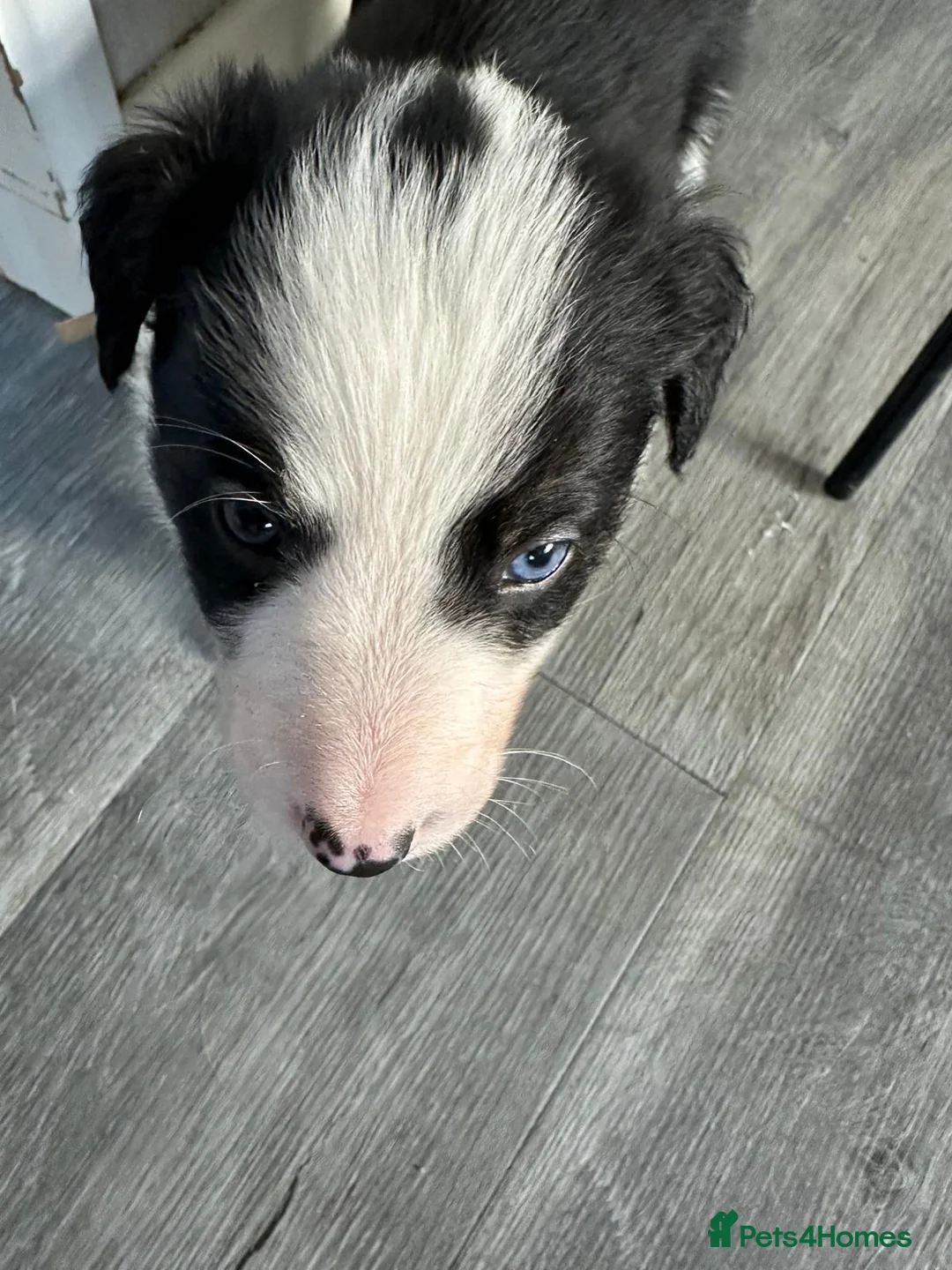Border Collie dogs for stud: Proven pure bred tri coloured merle collie stud in Fakenham - Advert 36