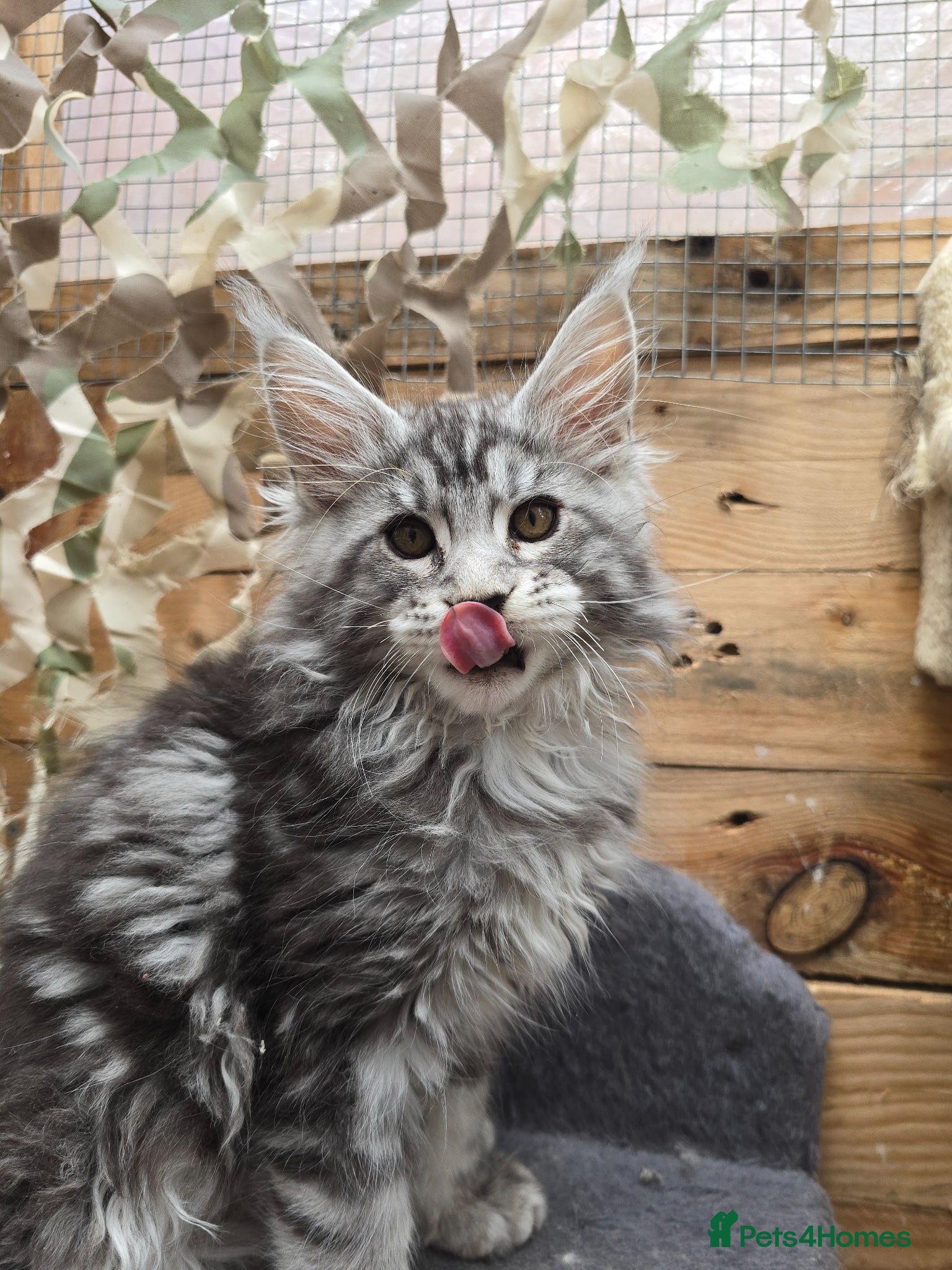 Maine Coon cats LAST BOY! TiCA Registered Maine Coon Kittens - Advert 1