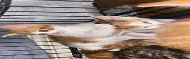 Mixed Breed 2