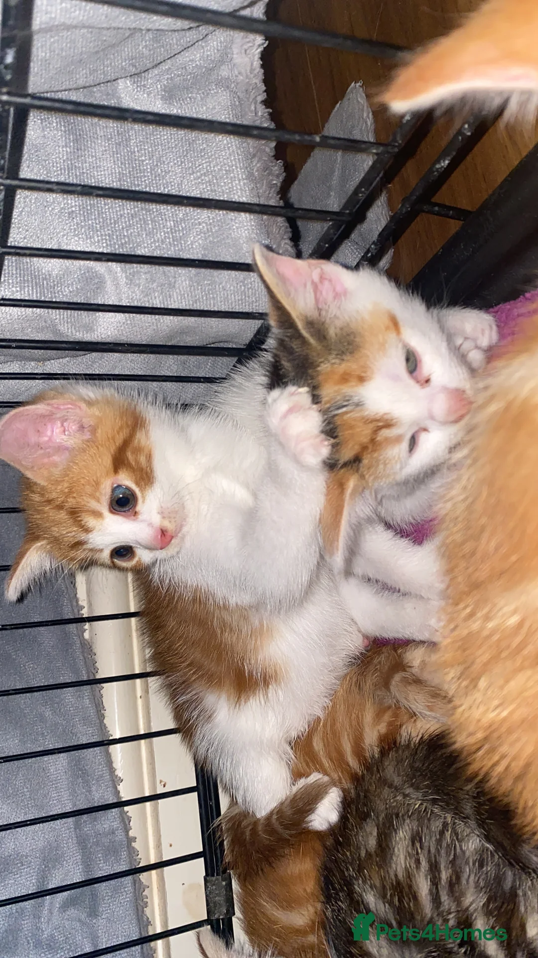 Mixed Breed cats for sale: Two beautiful kittens ready to go to a loving home - Advert 2