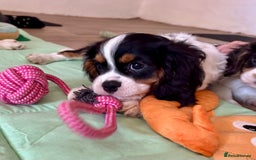 Cavalier King Charles Spaniel dogs for sale: Male KC reg & Health Tested Cavalier puppies - Image 29