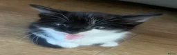 British Longhair cats for sale: 6 Long hair X Tuxedo Kittens ❤️ - Advert 9