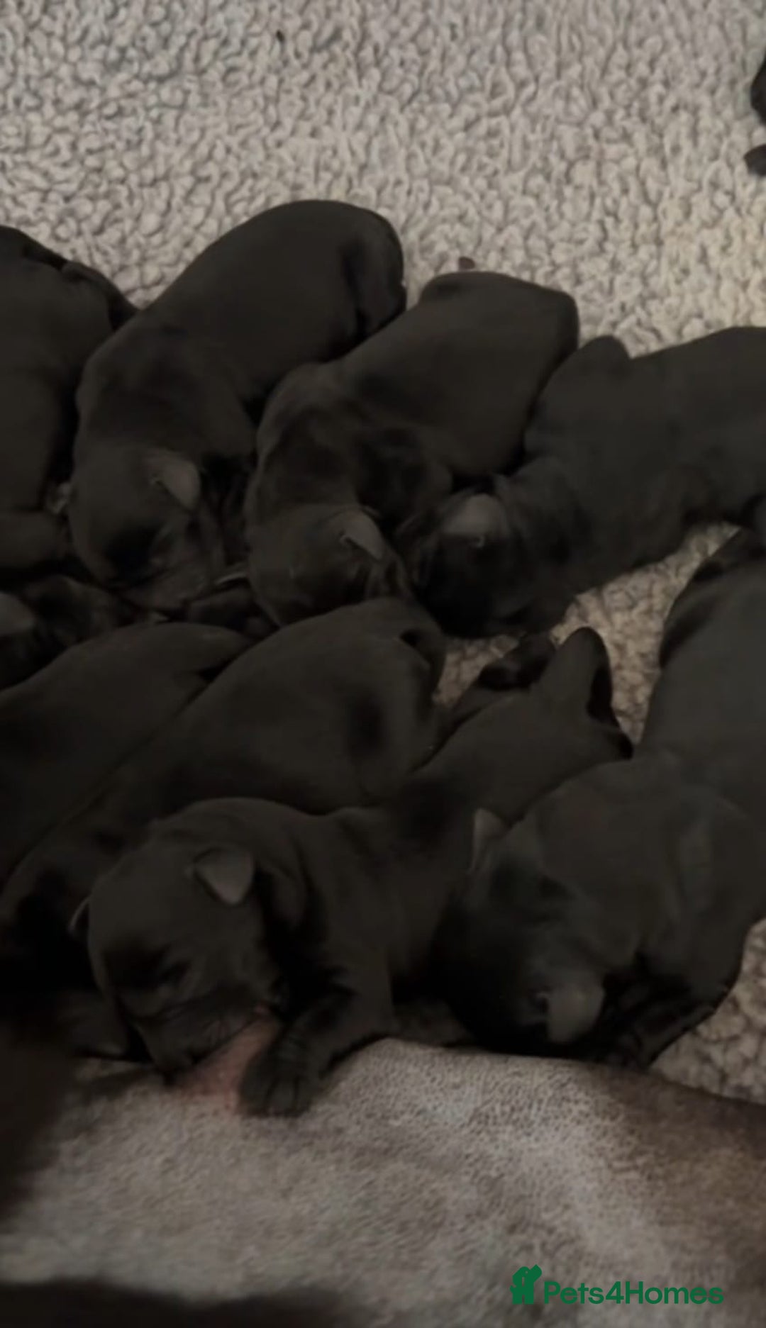Labrador Retriever dogs for sale: Labrador puppies  - Advert 8