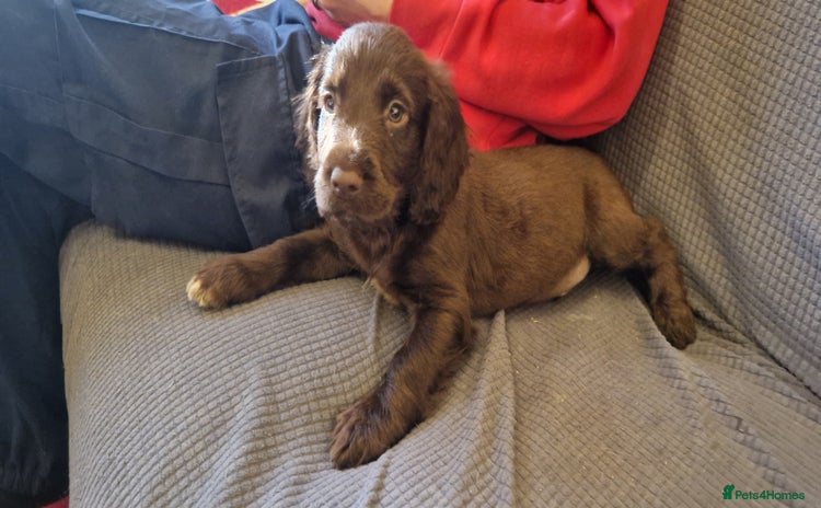 Cocker Spaniel dogs - Advert 2