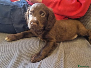 Cocker Spaniel dogs - Advert 7