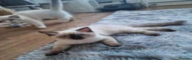 Ragdoll 1