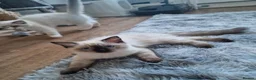 Ragdoll cats for sale: 2 nice 3 months kittens looking for new homes - Advert 3