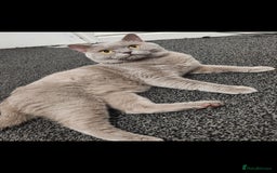 British Shorthair cats for sale: Male Lilac British Shorthair! - Image 3
