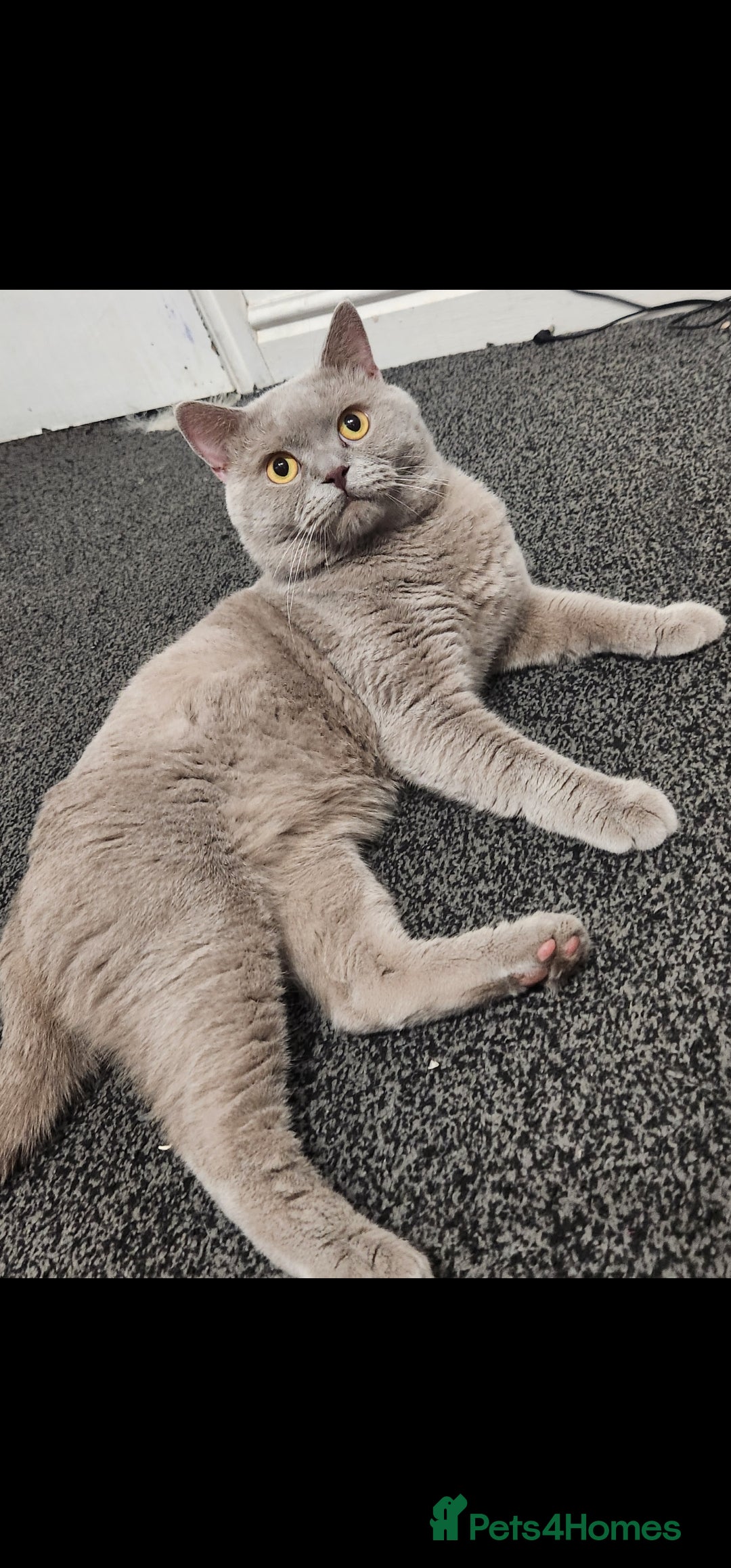 British Shorthair cats for sale: Male Lilac British Shorthair! - Image 3
