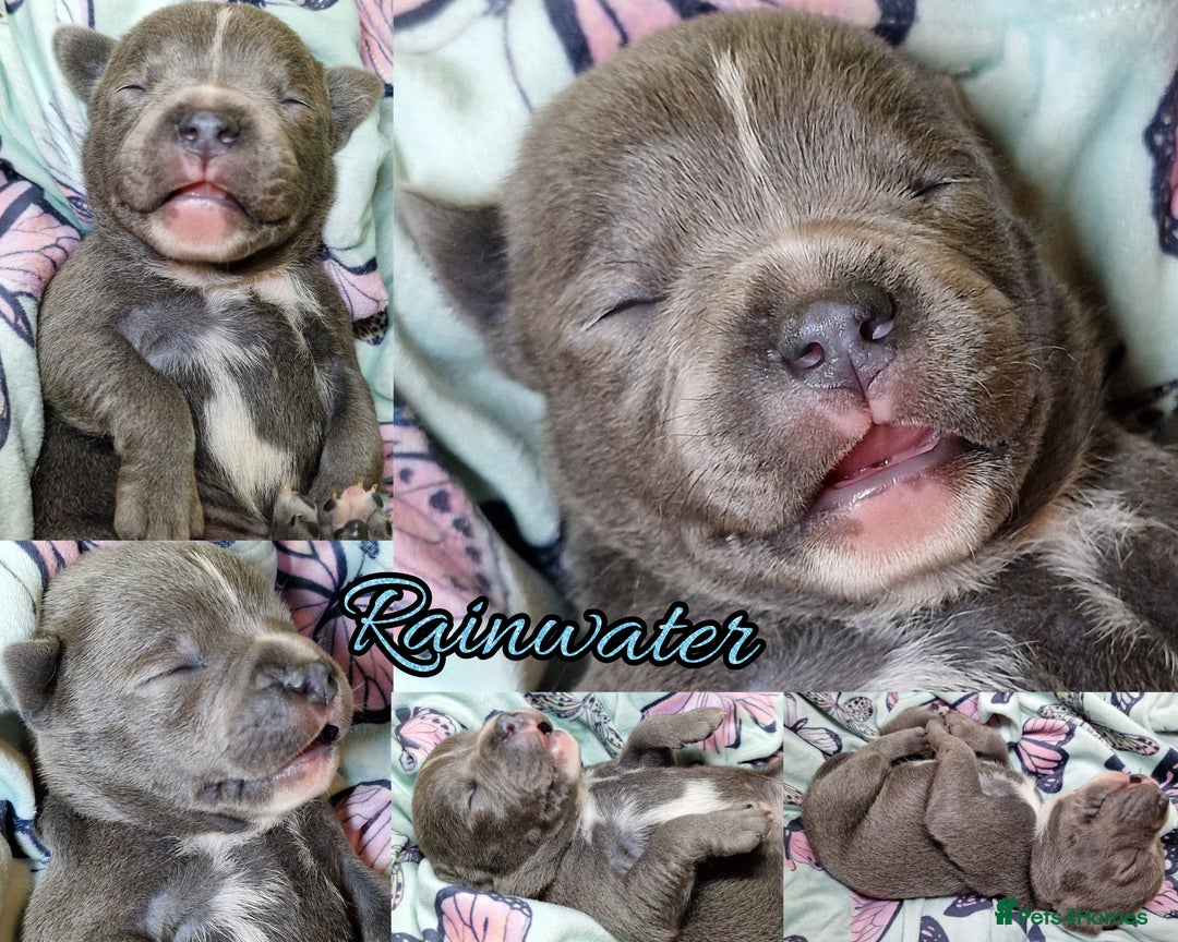 Staffordshire Bull Terrier dogs for sale: Are You Ready To Meet Your New Bestfriend? 🐾 - Image 7