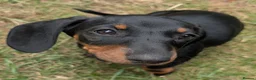 Dachshund dogs for sale: Gorgeous sausage dog puppies  - Advert 11