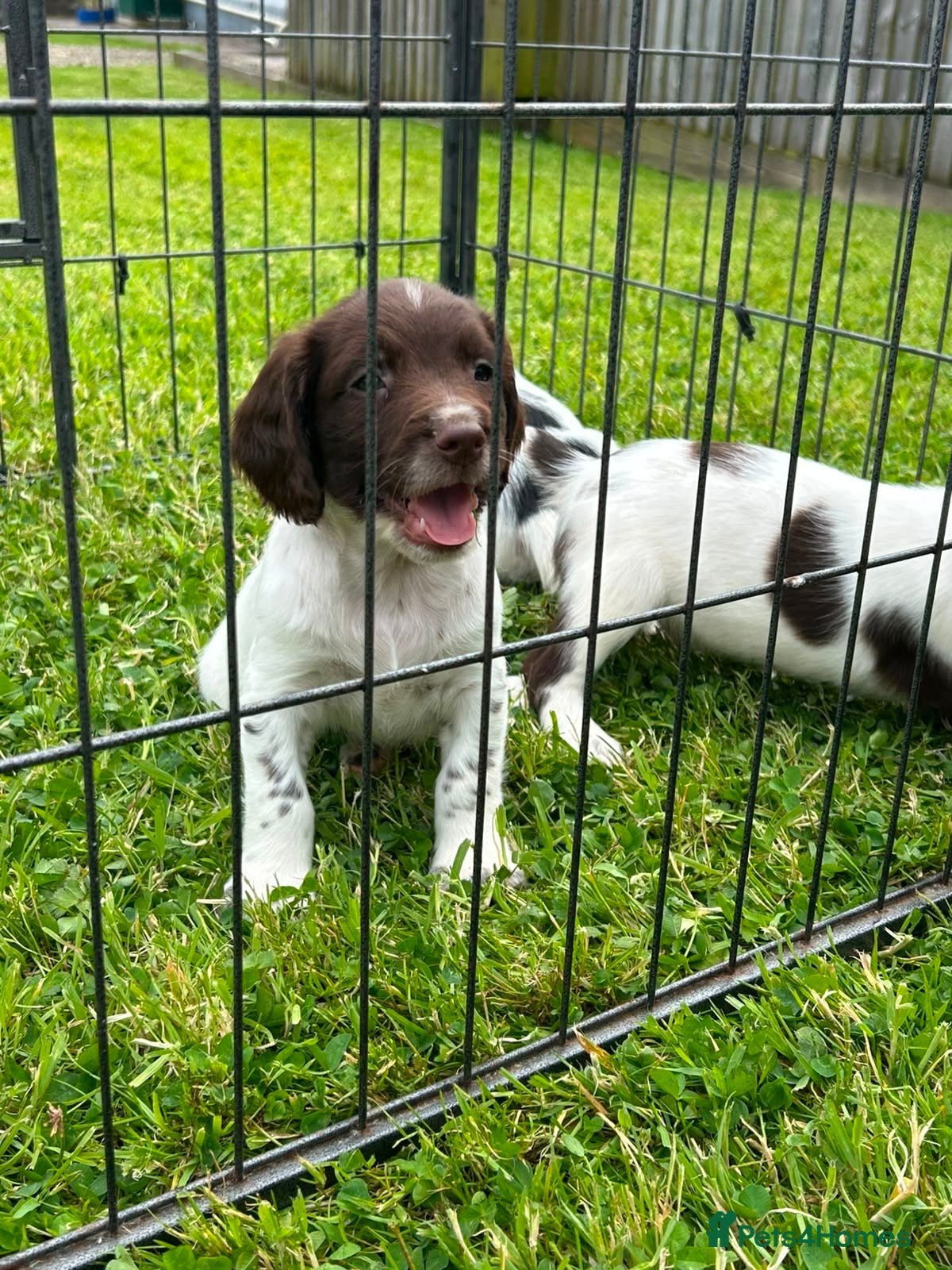 English Springer Spaniel dogs Beautiful English springer spaniel puppies  - Advert 1