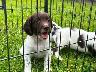 English Springer Spaniel dogs Beautiful English springer spaniel puppies - Advert 1